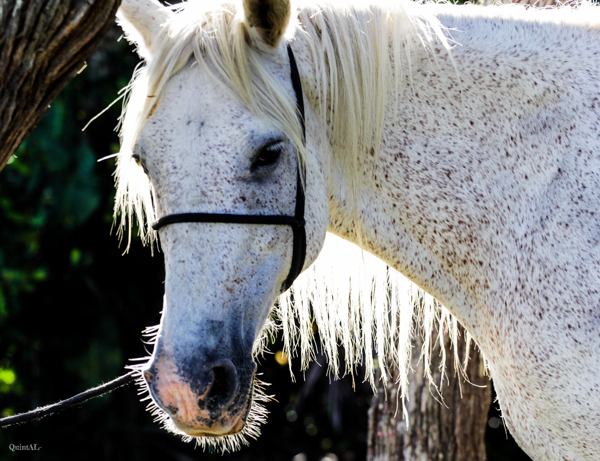 Na zdjęciu widoczny jest koń z siwym umaszczeniem w hreczkę. Hreczka to drobne, brązowe plamki rozmieszczone na całym cele konia. Zwierzę ma długą, jasną grzywę.