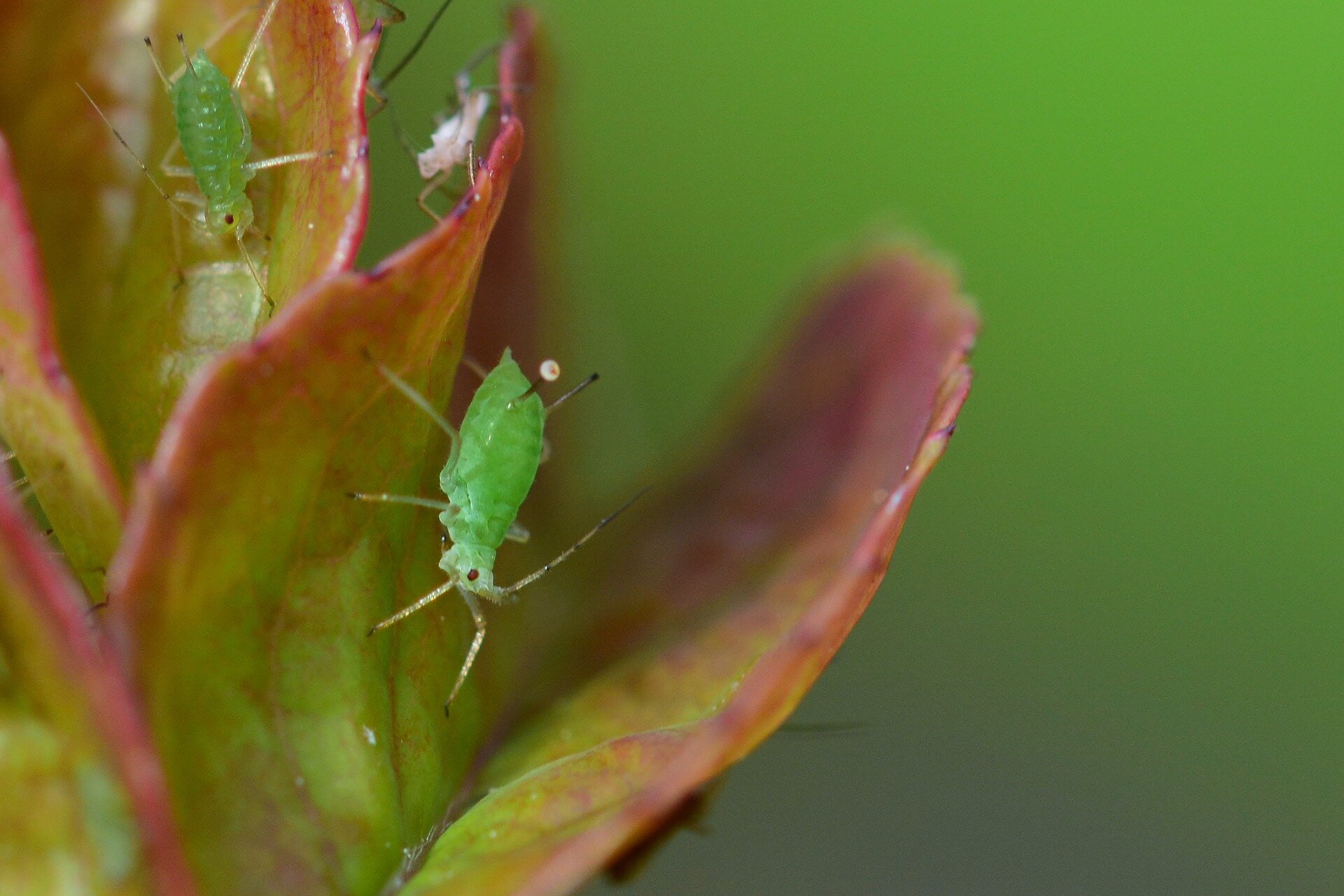 Zdjęcie przedstawia dwie żerujące mszyce grochowe. Znajdują się na dwukolorowych owalnych, silnie unerwionych liściach. Liście mają zielonoczerwoną barwę. Mszyce to niewielkie owady zielonego koloru o miękkim, delikatnym ciele i błoniastych skrzydłach, które są zredukowane. Odwłok ma baryłkowaty kształt z zaznaczoną wyraźnie segmentacją. Mszyce grochowe mają niewielkie czarne oczy, zielone, długie, patykowate odnóża i syfony. Syfony to parzyste narządy znajdujące się na odwłoku owadów.