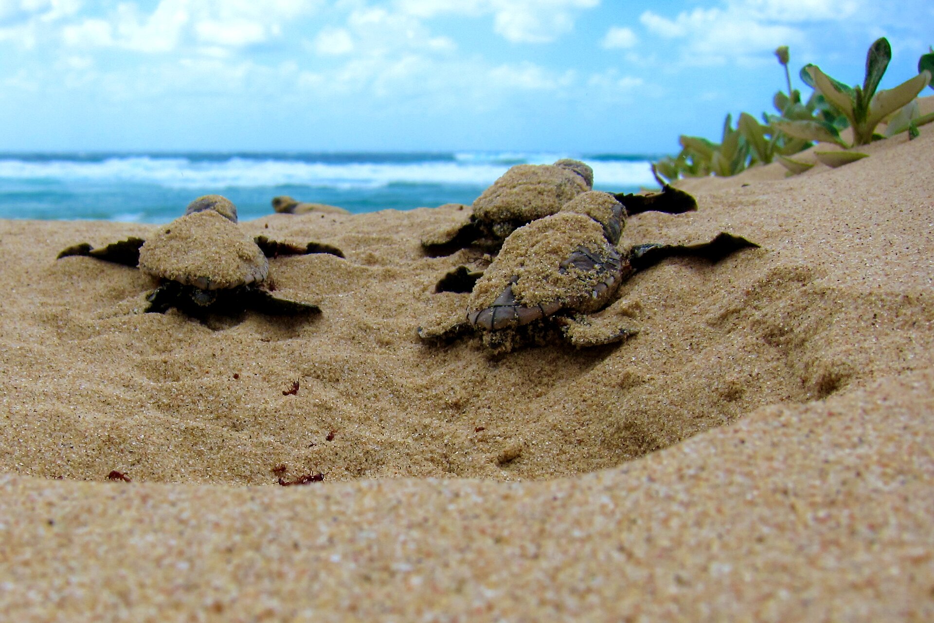 Na fotografii widoczne są malutkie, nowo wyklute żółwie wygrzebujące się z piasku na plaży. W tle widać fale oceanu.