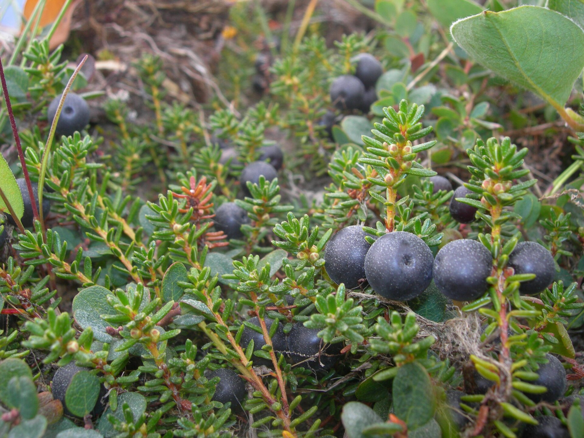 Zdjęcie przedstawia krzewy bażyny czarnej, z których wyrastają owoce. Krzew ma żółte gałązki na których rosną małe zielone podłużne listki, pomiędzy gałązkami znajdują się ciemnofioletowe owoce przypominające jagody.