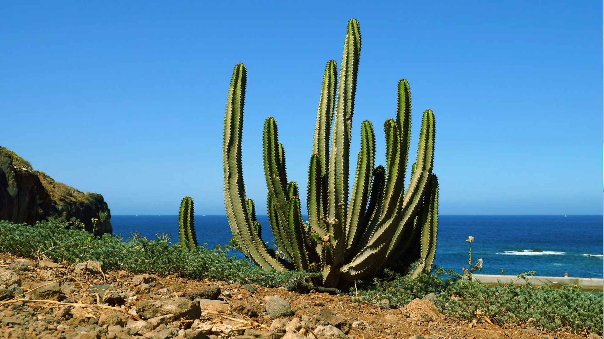 Zdjęcie przedstawia dużego kaktusa, który rośnie nad brzegiem morza. Na drugim planie widoczne jest morze. 