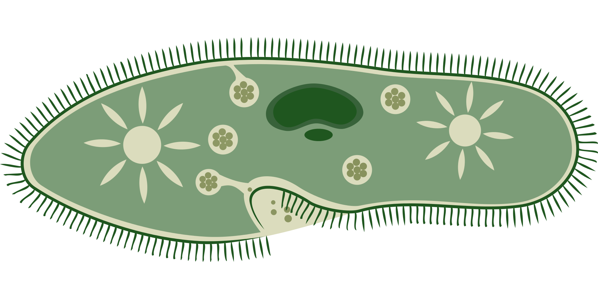 Grafika przedstawia pantofelka. Jest to organizm jednokomórkowy o kształcie podeszwy buta. Od ściany komórkowej na zewnątrz komórki wystają drobne rzęski. W środku komórki widoczne są różne struktury. Widoczne jest jądro komórkowe o kształcie nerki i mniejsze jąderko. Jądro znajduje się na środku komórki. Na końcach komórki w cytoplazmie widoczne są wodniczki. Wodniczki przedstawione są jako okrągłe struktury, od których promieniście odchodzą podłużne elementy.