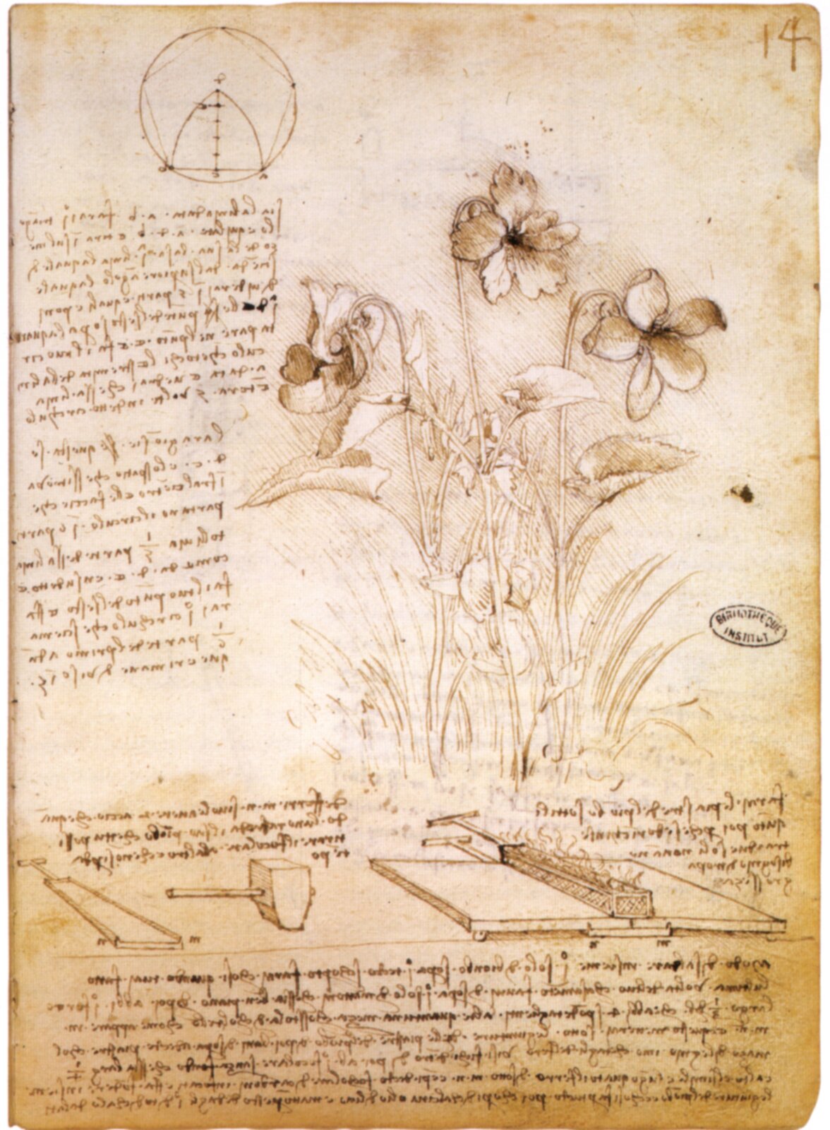 Notatki z botaniki Rękopis Leonarda da Vinci z notatkami z botaniki. Obecnie przechowywany w Bibliotece w Paryżu. Zwróć uwagę na notatki sporządzone słynnym pismem lustrzanym – litery miały normalny wygląd dopiero gdy oglądało się je odbite w lustrze. Źródło: Leonardo da Vinci, Notatki z botaniki, ok. 1490, Biblioteka w Paryżu, domena publiczna.