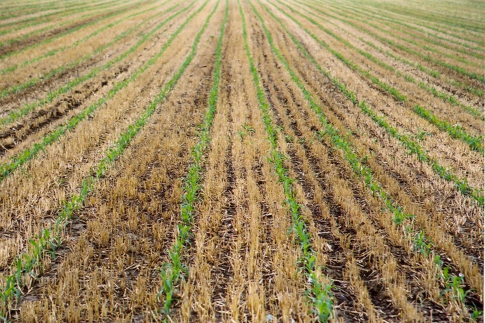 Na zdjęciu znajduje się pole uprawne kukurydzy. Rośnie ona w jednakowo oddalonych od siebie rzędach. 