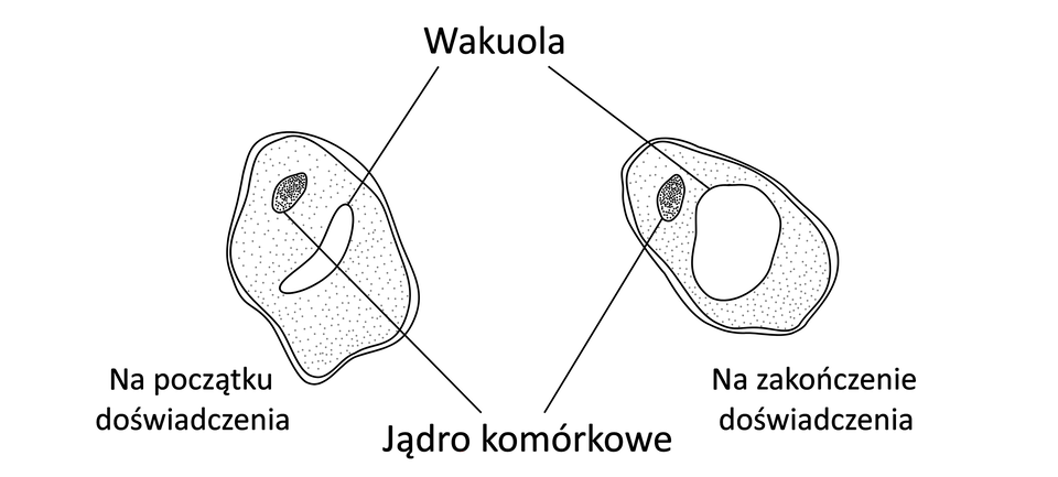 Ilustracja przedstawia dwie komórki. Komórka po lewej stronie opisana jako „na początku doświadczenia” zawiera jedną małą wakuolę i jądro komórkowe. Komórka po prawej stronie opisana jako „na zakończenie doświadczenia” zawiera jedną, dużą wakuolę i jądro komórkowe.