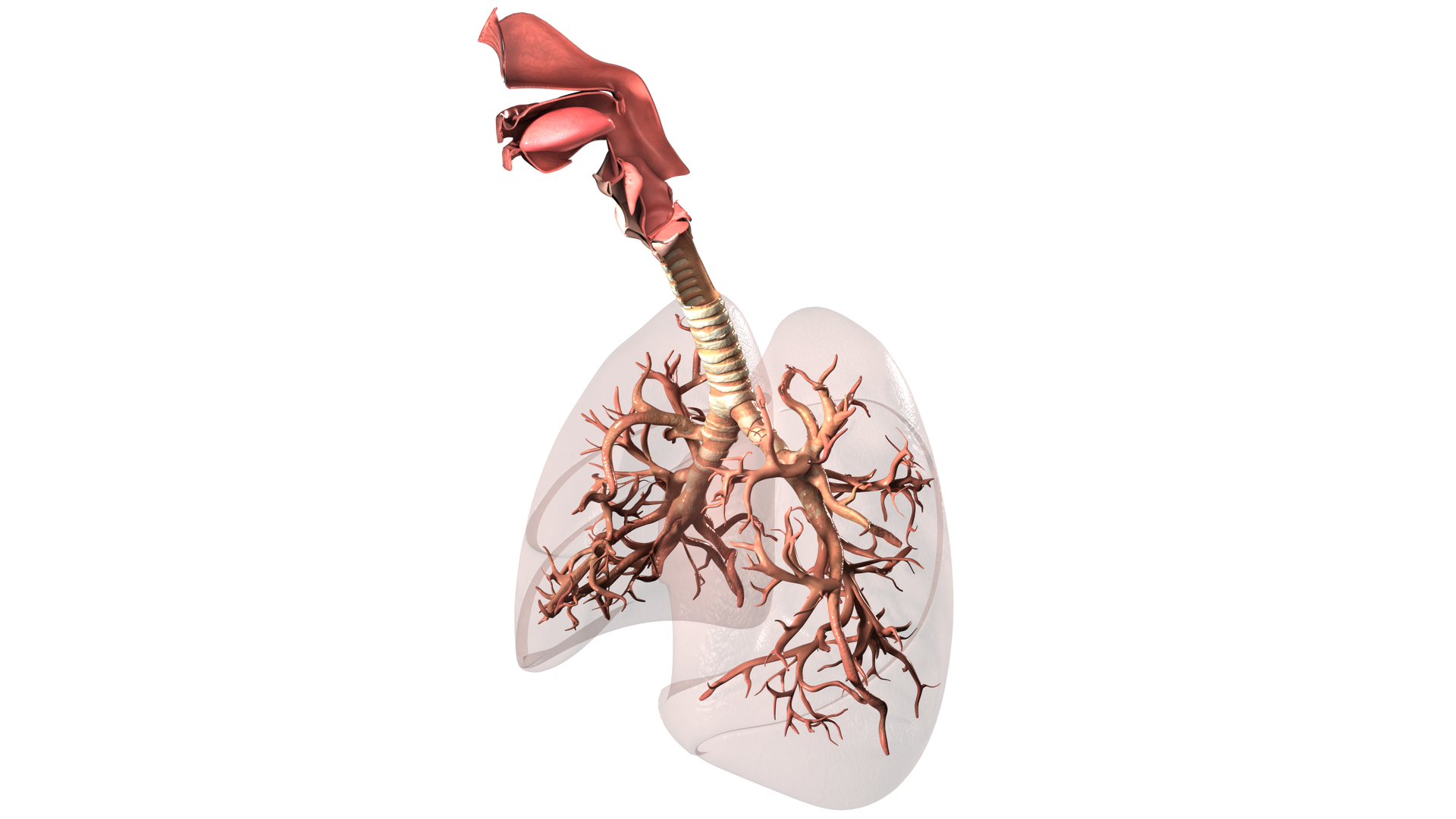 Grafika przedstawia przeźroczysty model płuc. Wewnątrz modelu zaznaczono czerwone oskrzela, swoim kształtem i ułożeniem przypominające korzenie drzewa. 