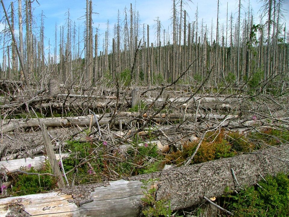 Zdjęcie przedstawia powalone oraz stojące suche drzewa iglaste. 