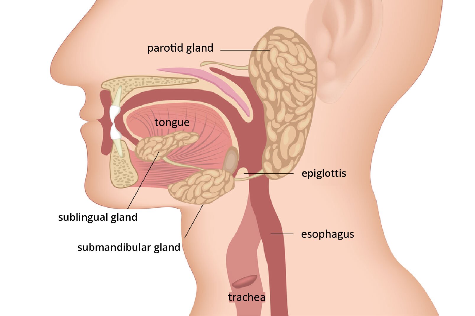Ilustracja przedstawia profil człowieka, w który wrysowano przekrój pionowy przez jamę ustną i gardło. Od lewej są zamknięte wargi i białe zęby, osadzone w beżowej, ciemniej nakrapianej kości. Za nimi duży, owalny język. Pod nim gruzełkowata ślinianka podjęzykowa, i dalej ślinianka podszczękowa. Z tyłu gardła duża, beżowa z jaśniejszymi plamkami ślinianka przyuszna. Ślinianki łącza się ze sobą. W dół najpierw nagłoścnia, potem biegnie ciemnoróżowy przełyk, obok jaśniejsza tchawica. Podpisano: tongue, sublingual gland, submandibular gland, paratoid gland, epiglottis, esophagus, trachea.