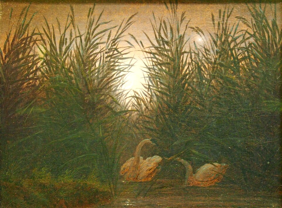 Obraz przedstawia parę łabędzi. Są one ukazane w wodzie. Ptaki otoczone są wysokim, gęstym sitowiem i trzcinami. Zza roślin przebija niebo. Jest rozjaśnione. Łabędzie są zwrócone głowami do siebie. 