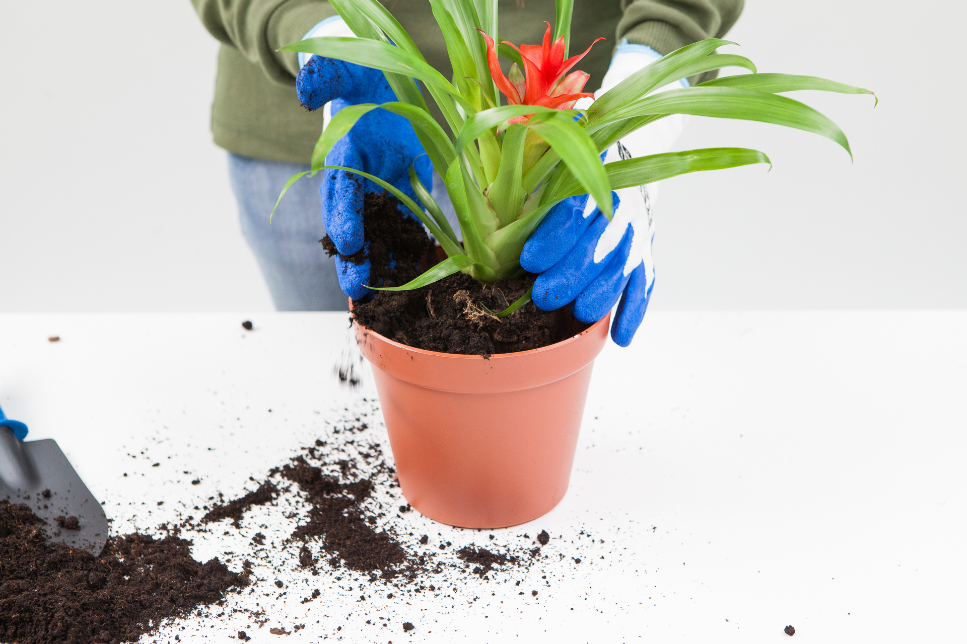 Slajd 6 – roślina zostaje włożona do przygotowanej doniczki, a następnie zostaje dosypana ziemia.