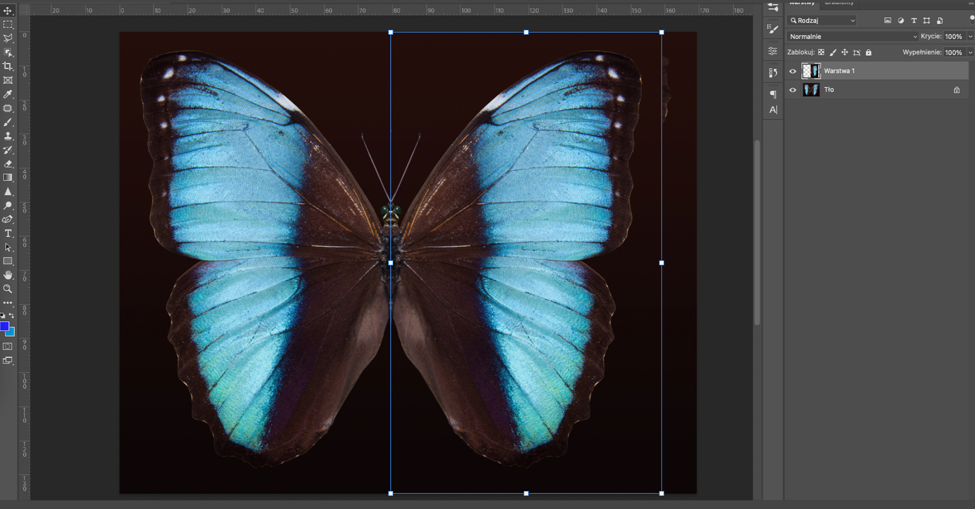Ilustracja przedstawia okno programu. W obszarze roboczym jest obrazek motyla. Prawa połowa motyla jest otoczona niebieską prostokątną ramką. Po prawej stronie jest panel dotyczący warstw. Tam dwie warstwy: Warstwa1 i Tło.