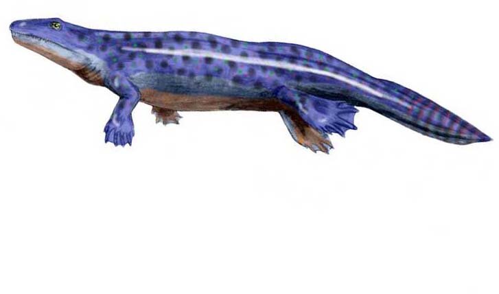 Zdjęcie przedstawia ichtiostega. Przypomina on kształtem jaszczurkę z szerokim ogonem - płatwą umożliwiającą swobodne pływanie. Łapy zwierzęcia są krótkie, między palcami znajdują się błony pławne.