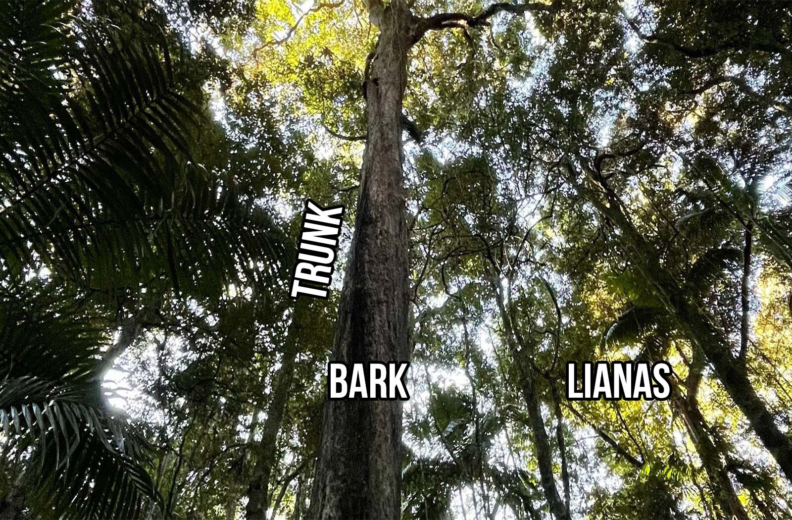 Zdjęcie przedstawia las tropikalny. Pośrodku widoczny jest bardzo wysoki pień drzewa z napisem w języku angielskim: TRUNK. Pień pokryty jest szaro-brązową korą, a na dolnej części widnieje napis w języku angielskim: BARK. Po lewej stronie widać wysokie paprocie, zaś po prawej drzewa ze zwisającymi lianami z napisem w języku angielskim: LIANAS.