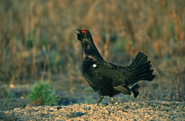 Zdjęcie przedstawia ptaka o czarnych piórach. Jest wielkości kury domowej. Ma czarny dziób i czarne oczu. Nad okiem ma czerwoną, charakterystyczną plamkę. U nasady skrzydła ma białą plamkę. 
