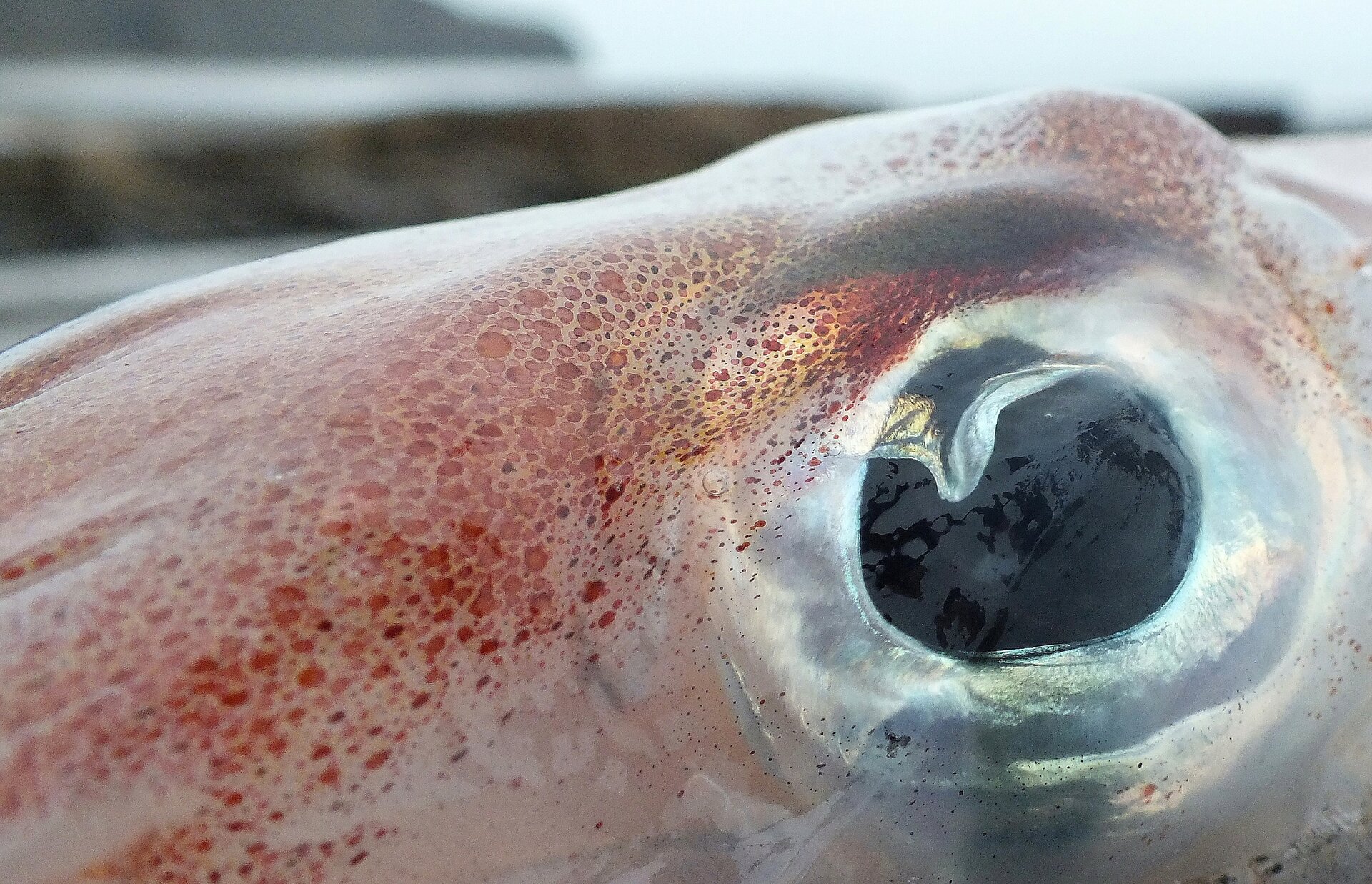 Ilustracja przedstawia oko kalmara. Jest ono duże. Ma dużą źrenicę. Całe się błyszczy, jakby pokryte było jakimś śluzem. Tło jasnoniebieskie rozmazane.