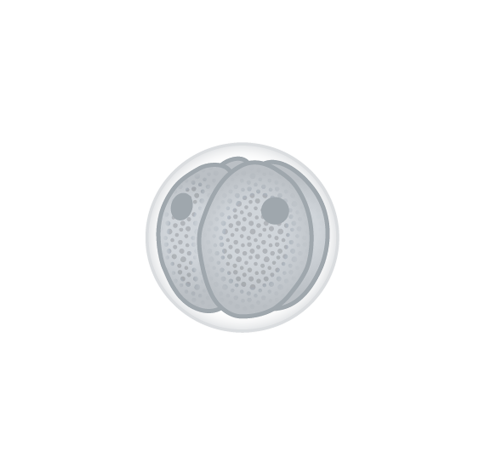 Rysunek przedstawia komórkę w trakcie podziału na cztery. Otoczona jest błoną. Kształtem przypomina złożoną z czterech ćwiartek brzoskwinię. Widoczne są dwa jądra dwóch komórek z przodu. 