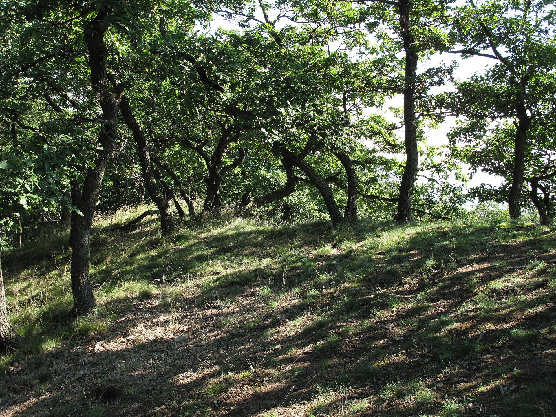 Na zdjęciu dęby rosnące na wzniesieniu. Pnie drzew są powyginane w różną stronę. Drzewa są niskie, ich korony nie są rozbudowane.