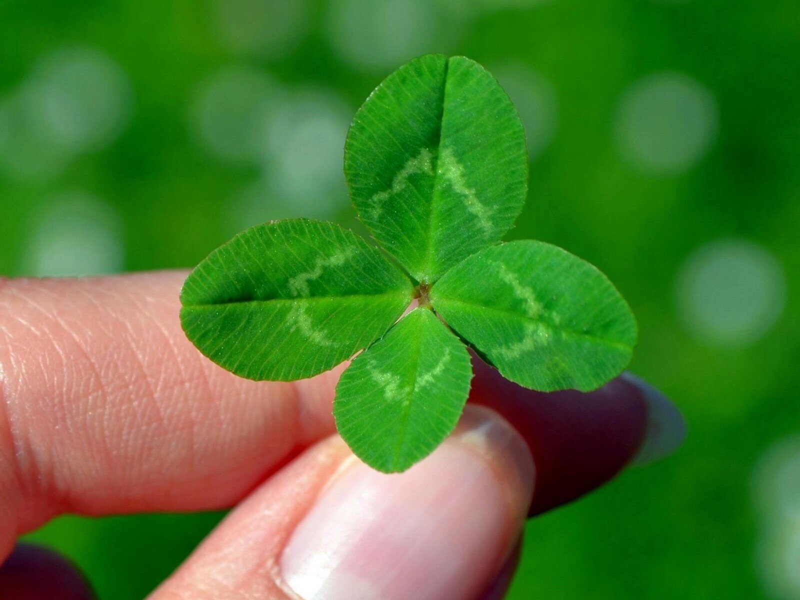 Zdjęcie przedstawia czterolistną koniczynkę. Roślina ma cztery osobne listki połączone wspólną łodyżką. 