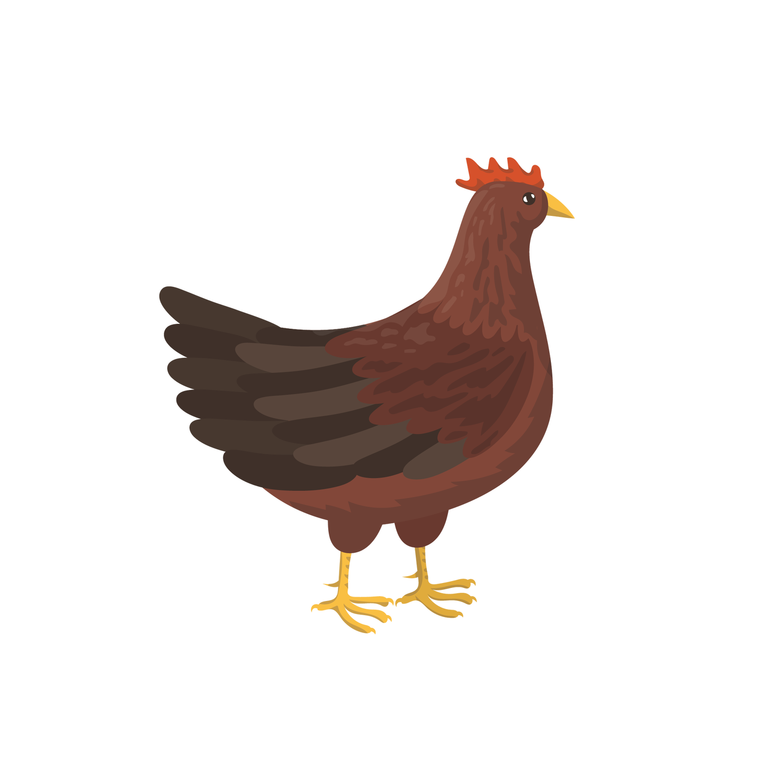 Ilustracja przedstawia kurę. Jest to ptak o ciemnobrązowym upierzeniu, posiadający krótki czerwony grzebień na małej głowie, żółty dziób i dwie żółte nogi zakończone pazurami.