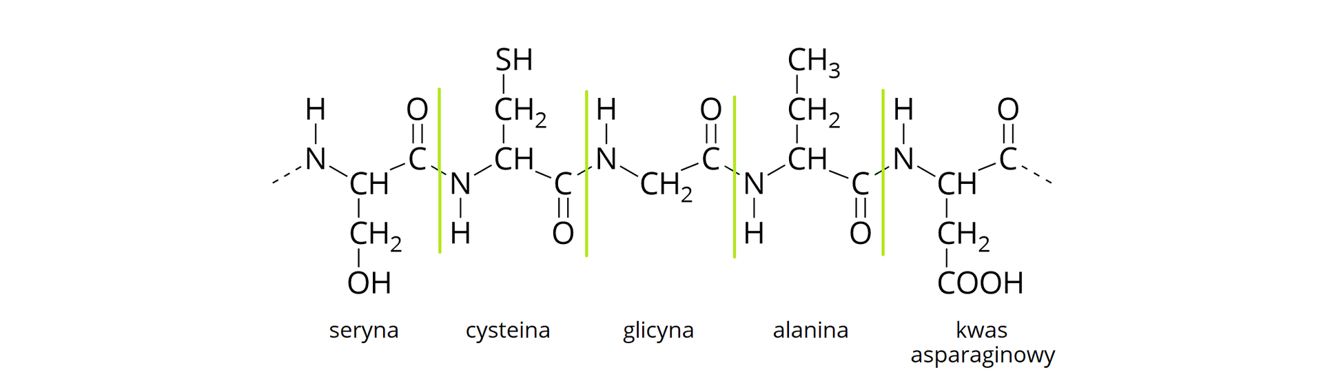 Podany fragment łańcucha białkowego składa się z pięciu reszt różnych aminokwasów. Aminokwasy te to kolejno: seryna, cysteina, glicyna, alanina, kwas asparaginowy.