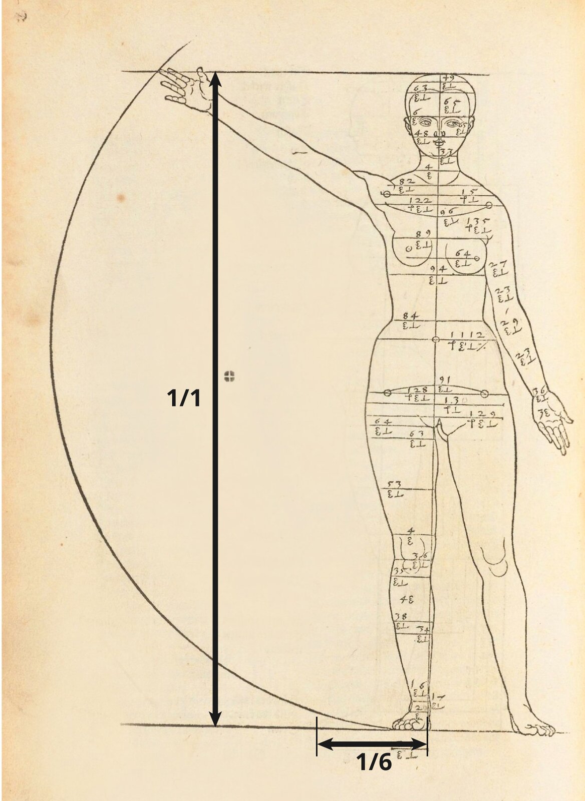 Ilustracja „Studium proporcjonalne kobiety, widok od przodu” przedstawia rysunek kobiety na beżowym tle. Z lewej strony obecny jest gruby łuk, przecięty u góry horyzontalną linią. Na dole łuk łączy się z drugą horyzontalną linią. W środku, z prawej strony, znajduje się rysunek nagiej kobiety. Jej prawa dłoń jest uniesiona, dotykając miejsca, w którym kreska przecina łuk. Jej stopy spoczywają na dolnej kresce. Sylwetka postaci podzielona jest poziomymi liniami, przechodzącymi przez jej szerokość, podpisanymi cyframi oraz symbolami, opisującymi proporcje i miejsca rysunku poszczególnych części ciała. Na ilustrację zostały naniesione dwie strzałki. Jedna dłuższa obejmująca obszar od podstawy stopy do czubka głowy oraz krótsza - przy stopie - od dużego palca do wysokości barku. Przy dłuższej widnieje wartość 1/1 a przy krótszej 1/6 co oznacza,  że wskazany odcinek stanowi 1/6 całości rysunku człowieka.