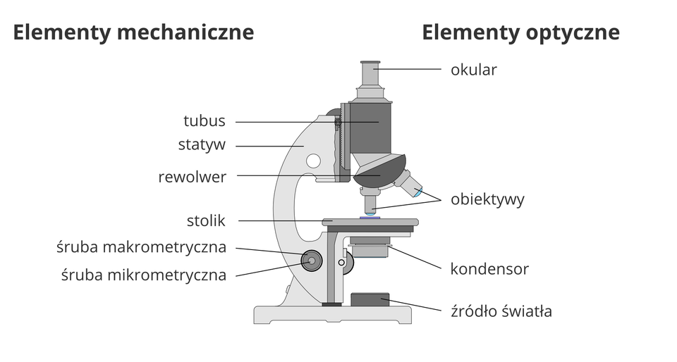 Ilustracja przedstawia budowę mikroskopu optycznego. Jego części zostały podpisane na rysunku. Po lewej znajdują się podpisy części mechanicznych: tubus, statyw, rewolwer, stolik i śruby: mikrometryczna i mikrometryczna. Po prawej znajdują się podpisy części optycznych: okular, obiektywy, kondensor, źródło światła. Na górze mikroskopu widoczny jest podłużny, w kształcie walca okular, który przyłączony jest do prostokątnego tubusa, z którego wychodzi rewolwer i pociągłe obiektywy. Na boku widoczny jest statyw w kształcie litery C. Pod dwoma obiektywami znajduje się płaski stolik, poniżej kondensor i źródło światła.