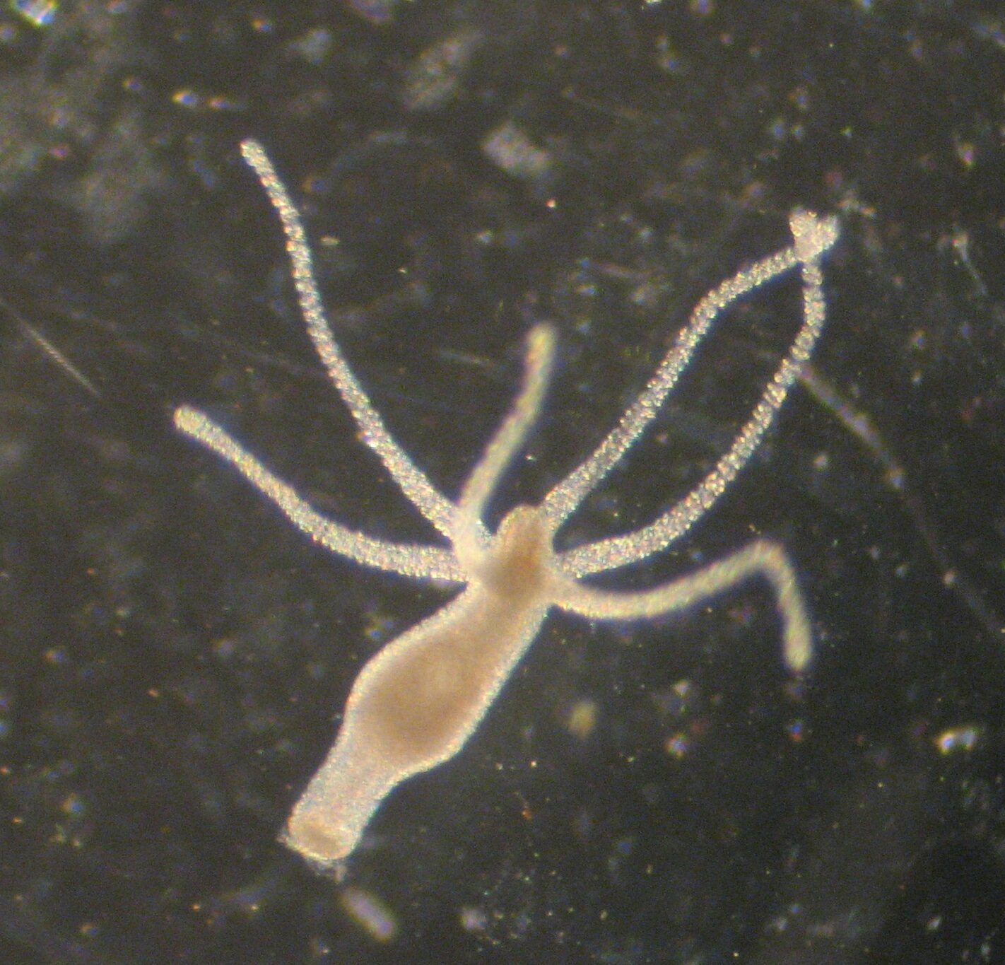 Zdjęcie przedstawia stułbię pospolitą. Jest to zwierzę, mające kształt wydłużonego, cylindrycznego worka. Wykazuje symetrię promienistą. Jego otwór gębowy otoczony wieńcem długich, cienkich ramion.