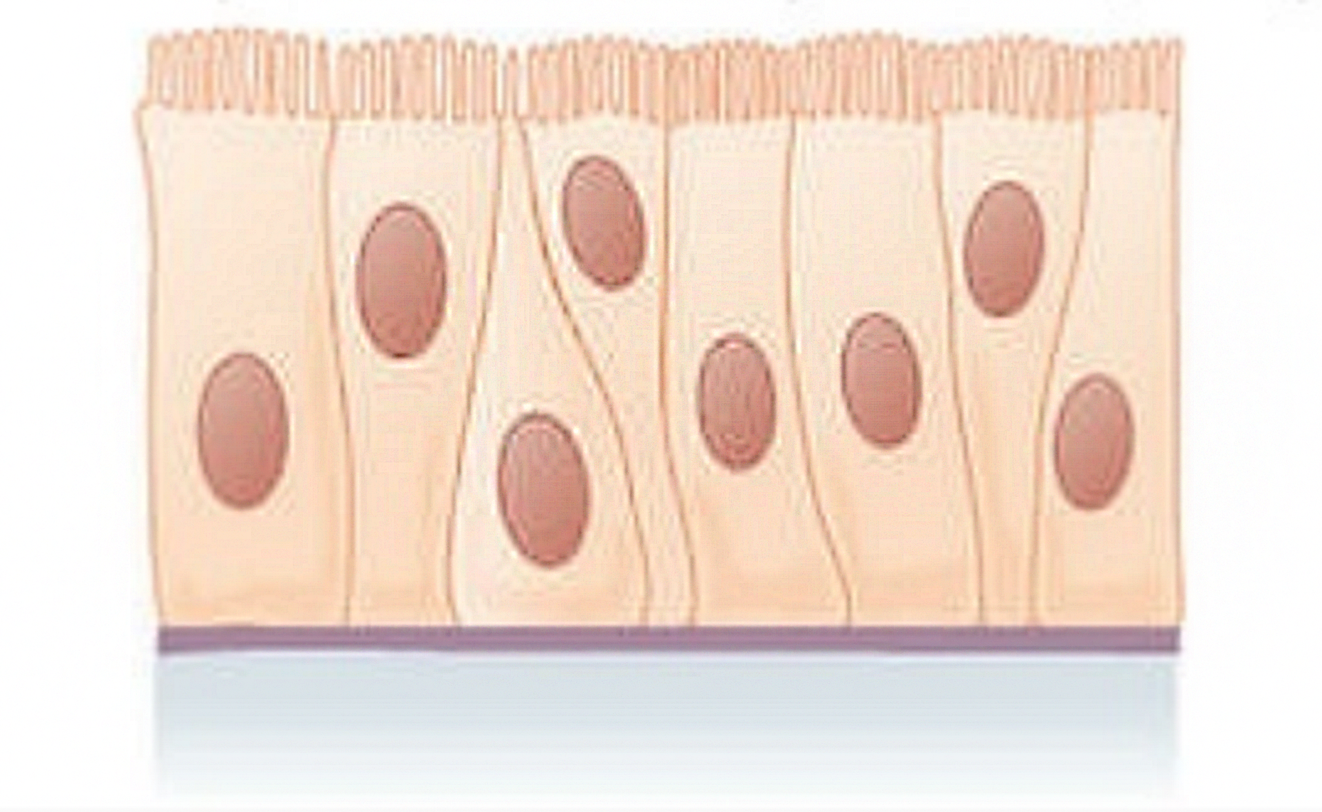 Grafika przedstawia nabłonek jednowarstwowy wielorzędowy.  Składa się on z pojedynczej warstwy komórek o wydłużonym kształcie zakończonych rzęskami.  