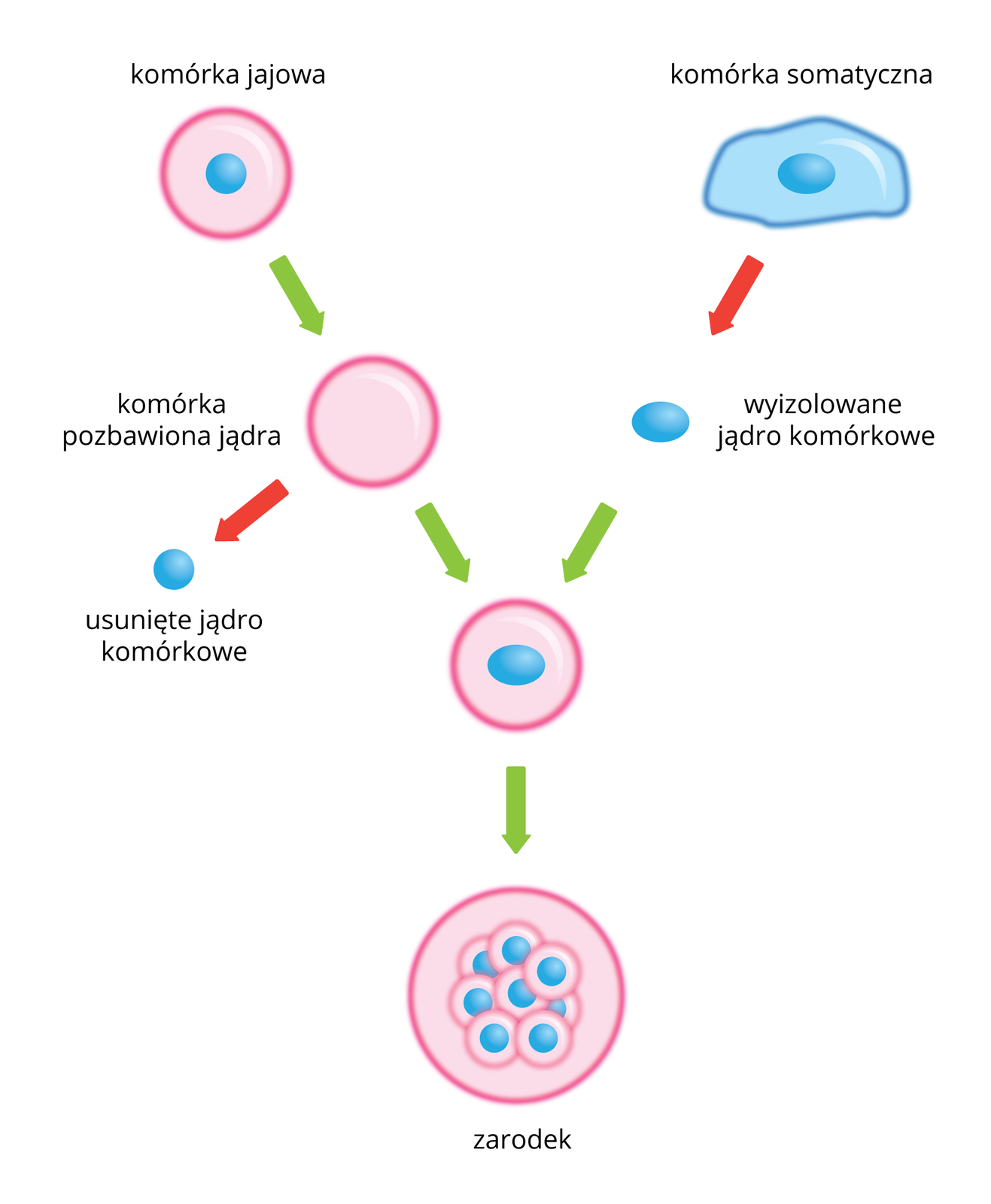 Schemat przestawia metodę transplantacji jąder komórkowych. Z lewej znajduje się ciąg różowych komórek rozrodczych z niebieskimi jądrami. Po prawej błękitna komórka somatyczna z niebieskim owalnym jądrem. Zielone strzałki wskazują kolejne etapy transplantacji. Czerwone strzałki wskazują usunięcie jądra komórki rozrodczej i wstawienie jądra komórki somatycznej. Na dole wiele komórek przedstawia zarodek.