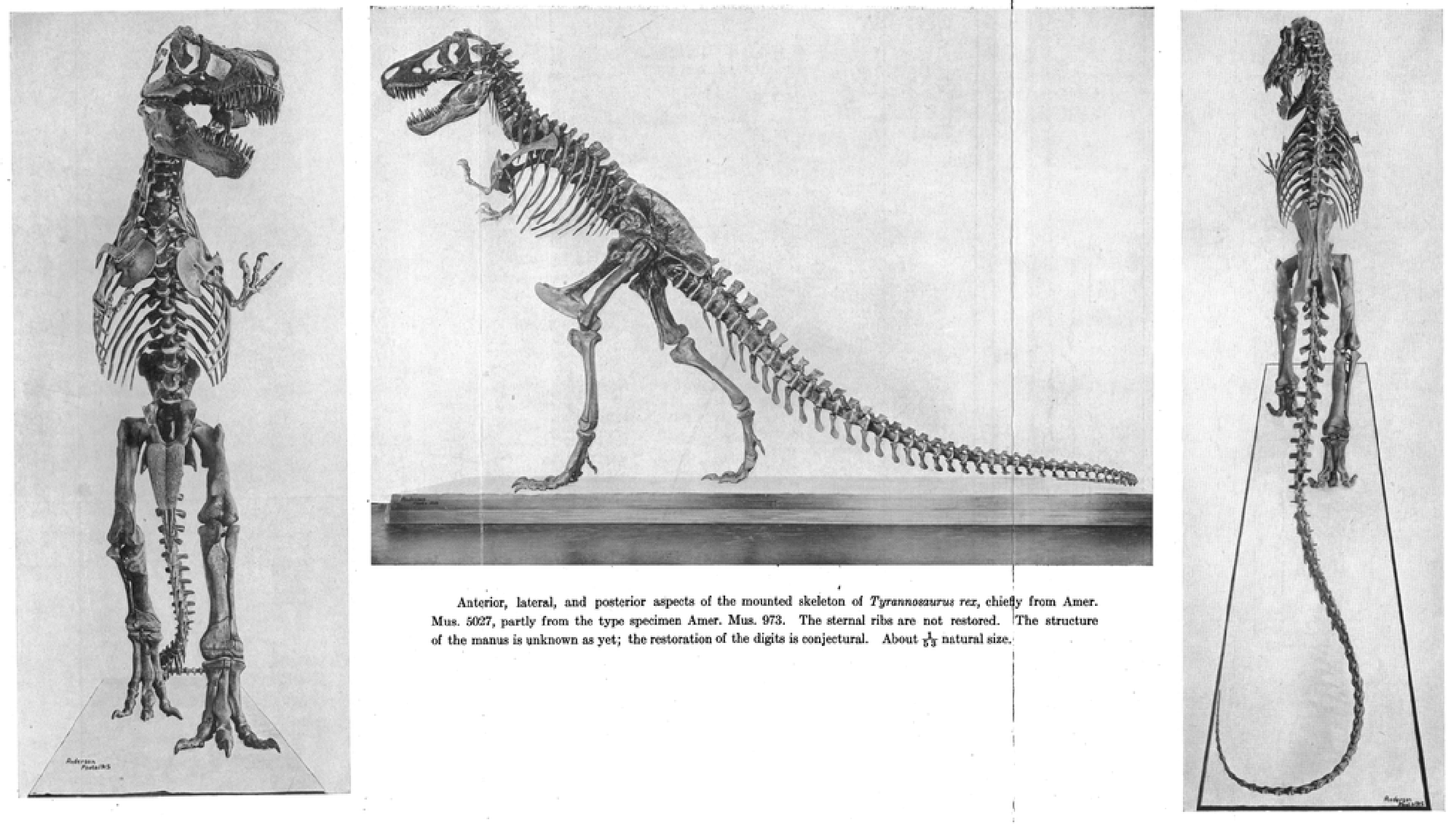 Rekonstrukcja szkieletu tyranozaura zmontowana przez H.F. Osoborna przedstawia tyranozaura jako zwierzę mające wyprostowany tułów i długi ogon wleczony po ziemi. Szkielet ustawiony jest na tylnych nogach, przednie łapy są krótkie i umieszczone blisko tułowia. Czaszka zwierzęcia jest masywna, a w szczękach znajdują się dwa rzędy potężnych zębów. 