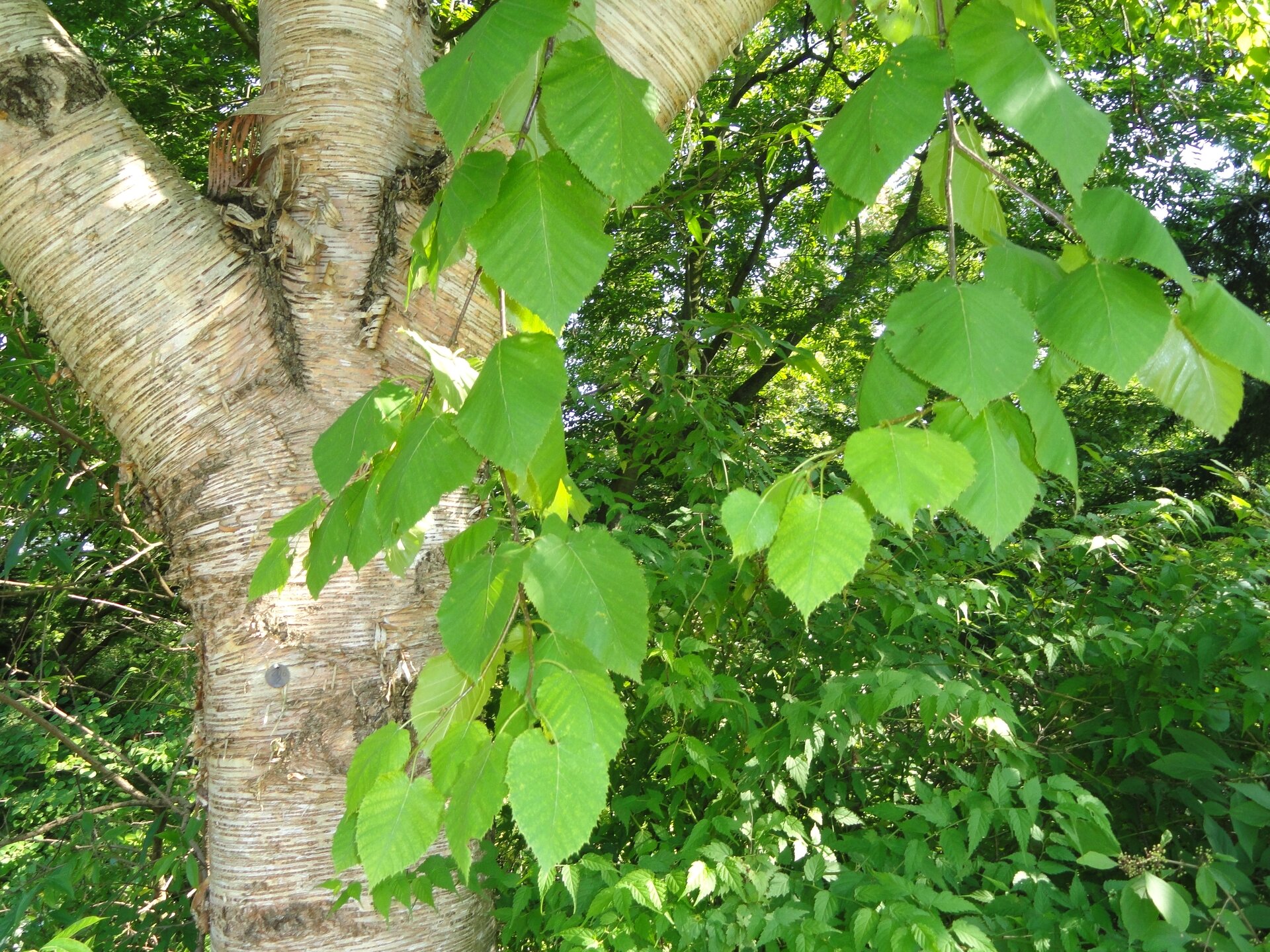 Zdjęcie przedstawia liście brzozy Maksimowicza. Mają sercowaty kształt o ostro zakończonych czubkach. 