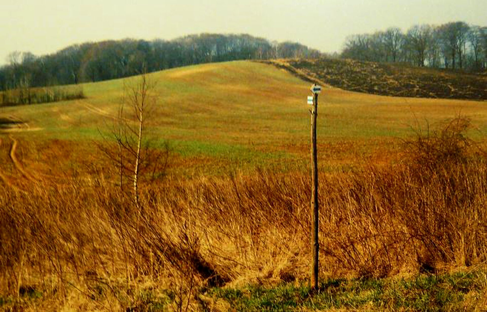Na zdjęciu teren lekko pofałdowany. Na szczycie wzniesień las.
