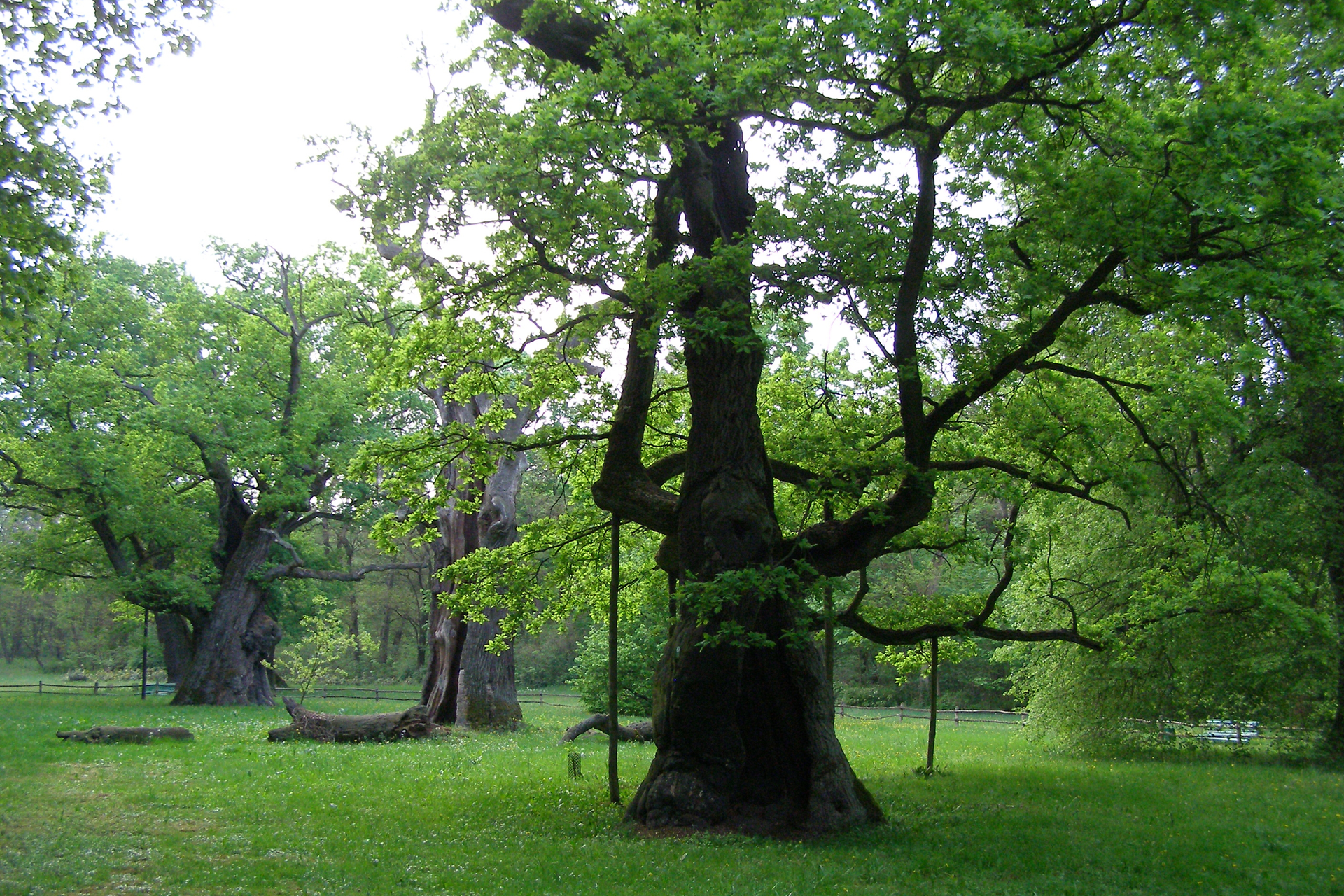Fotografia prezentuje okazałych rozmiarów, stary dąb znajdujący się w Rogalinie pod Poznaniem na Pojezierzu Wielkopolskim. Dąb otoczony jest w tle innymi, wiekowymi dębami. 