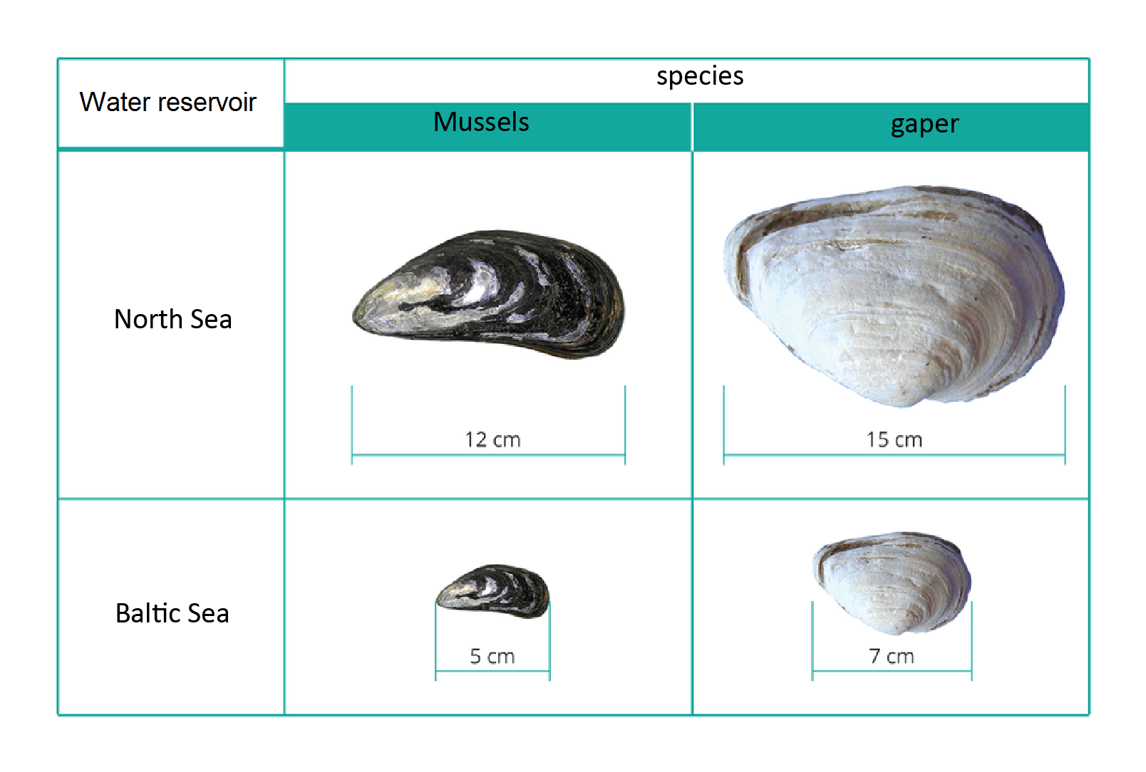 Ilustracja przedstawia różnice w rozmiarach dwóch gatunków małży w zależności od typu akwenu, w jakim żyją. Małże zamieszkujące Morze Północne osiągają rozmiary 12 centymetrów, zaś w Bałtyku 5 centymetrów.
Małgiew w Morzu Północnym osiąga rozmiar 15 centymetrów, a w Bałtyckim 7 centymetrów.