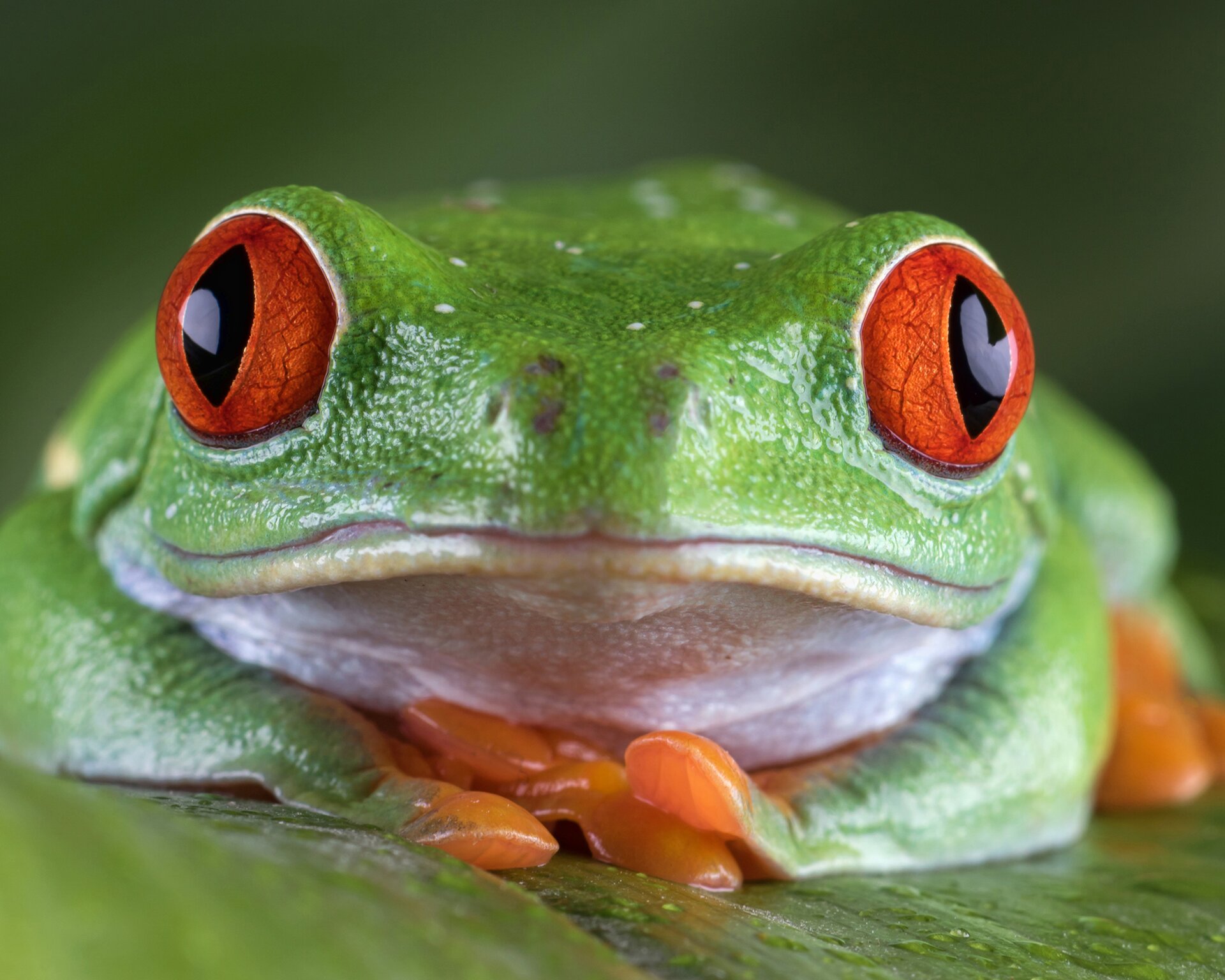 Zdjęcie przedstawia żabę. Ma zieloną skórę i jasne podgardle. Ma wyłupiaste, wystające, pomarańczowe oczy z owalnymi, czarnymi źrenicami. Palce żaby są pomarańczowe.
