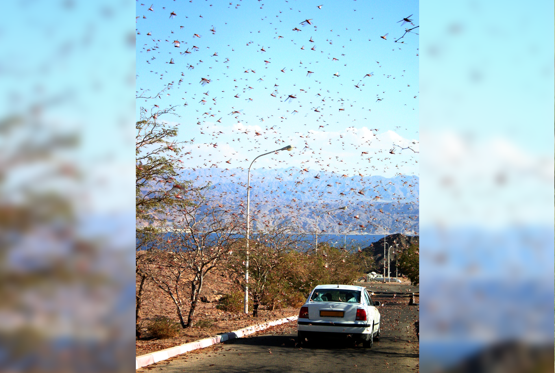 Fotografia pierwsza prezentuje plagę szarańczy wędrownej przelatującą nad ulicą, którą jedzie samochód. W tle zbiornik wody i góry.