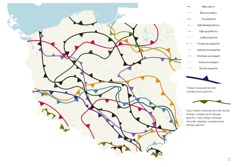 Mapa przedstawia zasięg występowania wybranych gatunków drzew i krzewów leśnych. Widoczna jest mapa Polski, na której za pomocą kolorowych linii z trójkątami zaznaczono zasięg występowania jedenastu gatunków drzew i krzewów.