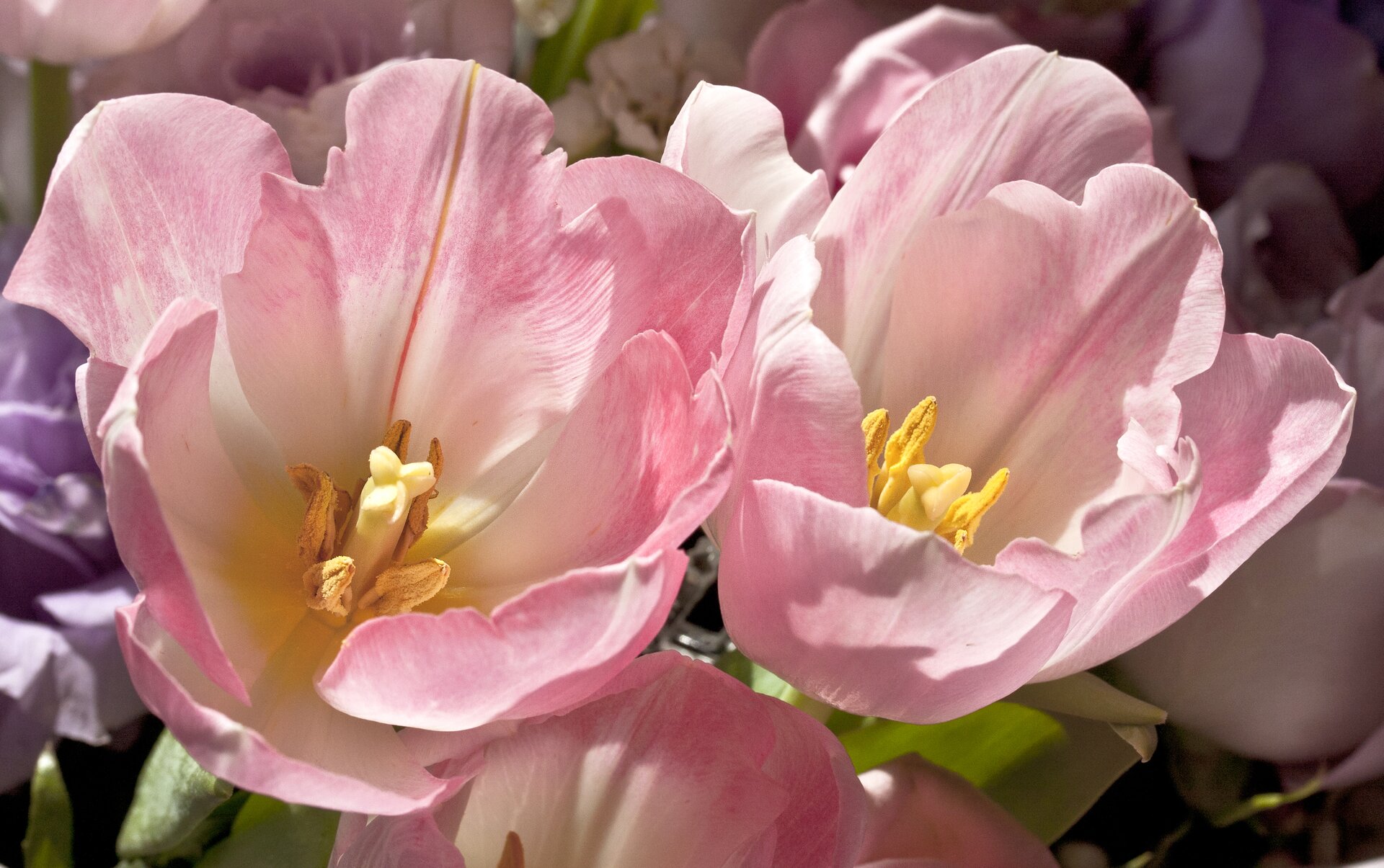 Fotografia przedstawia różowe, mocno otwarte kwiaty tulipanów w pełnym słońcu. Kiedy temperatura spada, kwiaty tulipanów się zamykają. Taki ruch nazywa się termonastią.