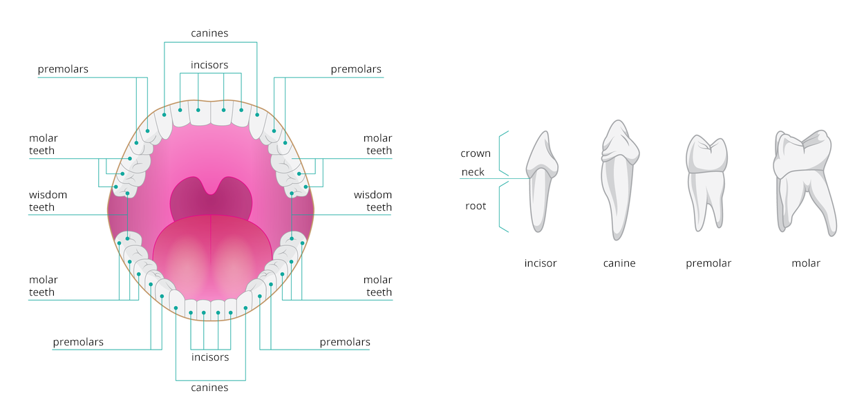 Ilustracja przedstawia schemat uzębienia człowieka. W górnej szczęce i dolnej żuchwie układ zębów danego typu jest taki sam. Poszczególne typy zębów od przodu, to: siekacze, kły, zęby przedtrzonowe, tronowe. Ostatni ząb trzonowy nazywany jest zębem mądrości. Po prawej stronie pokazano budowę poszczególnych zębów. Każdy składa się z: korony, szyjki i korzenia. Korona i korzeń są różnego kształtu i wielkości w zależności od typu zęba. Na ilustracji są napisy: canines,incisors,premolars,molar teeth, wisdom, teeth,crown,neck,root,incisor,canine,premolar,
molar.