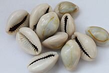 Fotografia barwna przedstawiająca kilka muszelek używanych kiedyś jako środek płatniczy. Muszelki są koloru kości słoniowej.