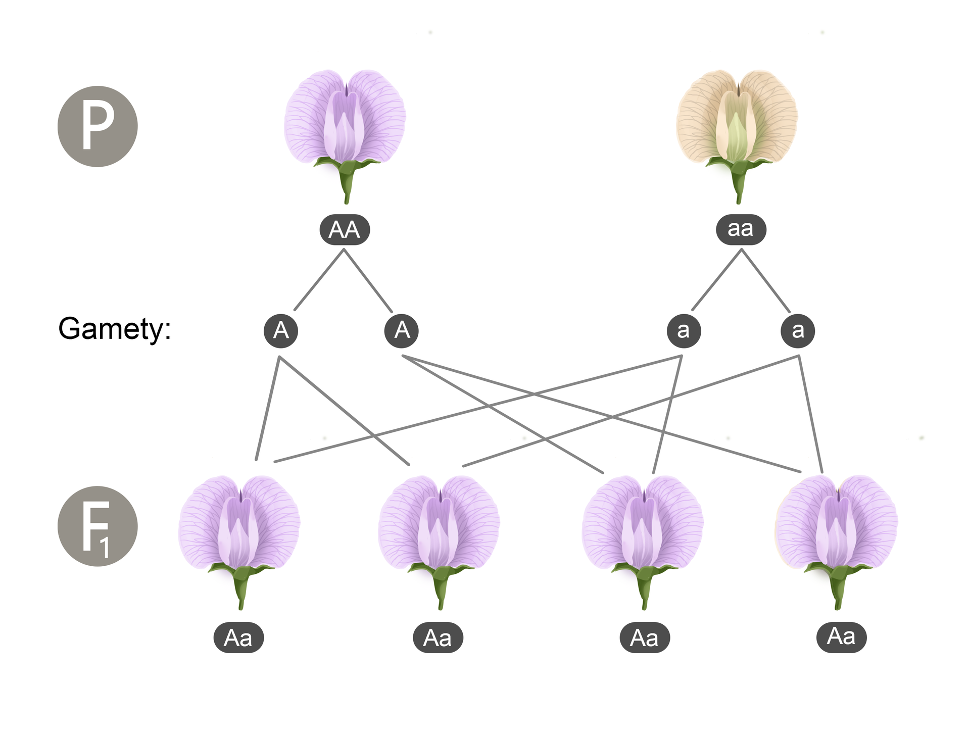 Ilustracja przedstawia krzyżowanie kwiatów fioletowych z białymi grochu zwyczajnego. Na schemacie u góry jest kwiat fioletowy i biały. Pod fioletowym napis: AA dużymi literami, pod białym: aa małymi literami. Następnie rozdzielono zapis na duże A i duże A pod fioletowym kwiatkiem oraz małe a i małe a pod białym. To gamety. Następnie za pomocą kresek przedstawiono krzyżowanie gamet. W pokoleniu F1 wszystkie kwiaty, na schemacie cztery, mają genotyp o zapisie duże A małe a i kwiaty są fioletowe.
