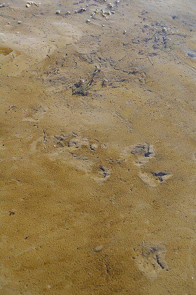 Zdjęcie przedstawia brązowe algi, czyli błoto z Morza Martwego.