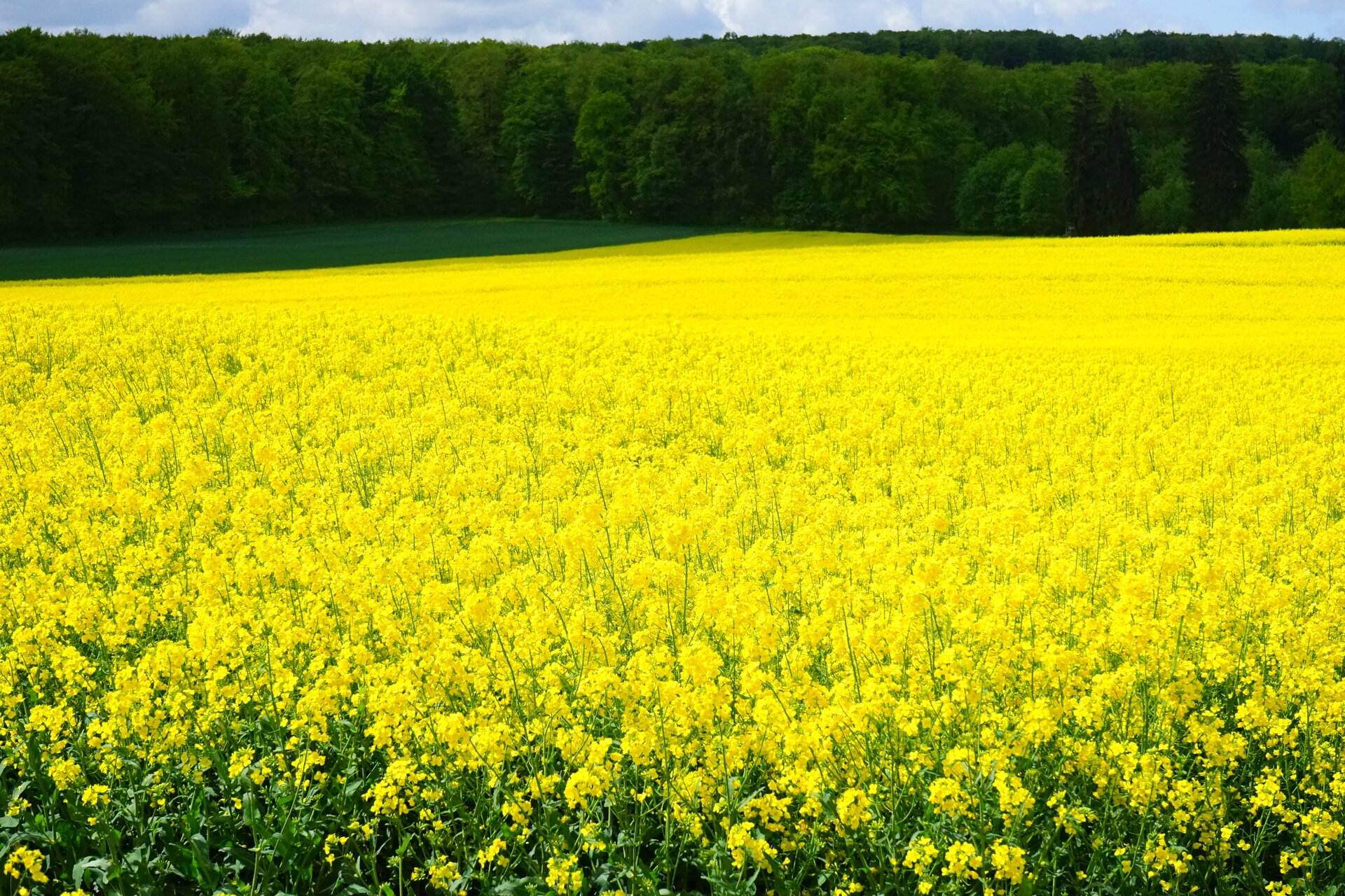 Fotografia przedstawia rozległe pole rzepaku. Rośliny mają intensywnie żółte kwiaty. W tle widać zielony las i błękitne niebo.
