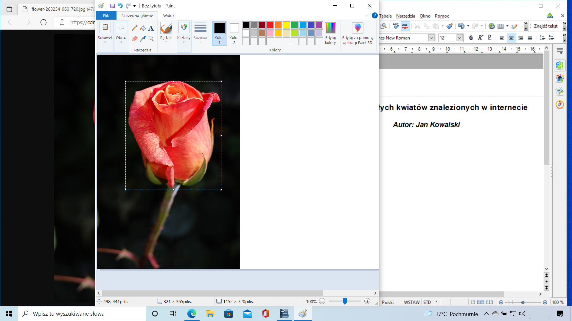 Ilustracja przedstawia pulpit systemu Windows 10, otwarte są trzy okna: przeglądarka Edge, Paint oraz okno edytora tekstowego OpenOffice. Oknem na samej górze jest Paint, wklejono do niego zdjęcie róży oraz zaznaczono obszar samego kwiatu bez łodygi.