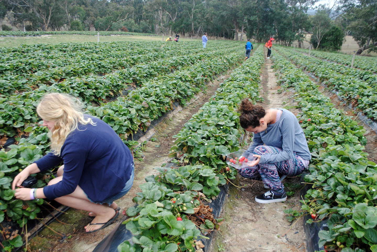 Fotografia przedstawia zbiór truskawek. Krzaki truskawek posadzone są długimi rzędami. Krzaki są małe, mają czerwone owoce i zielone listki.  Z przodu fotografii są dwie kucające kobiety. Jedna z nich trzyma plastikowy pojemnik, do którego wrzuca owoce truskawki.  W dali widać cztery osoby.
