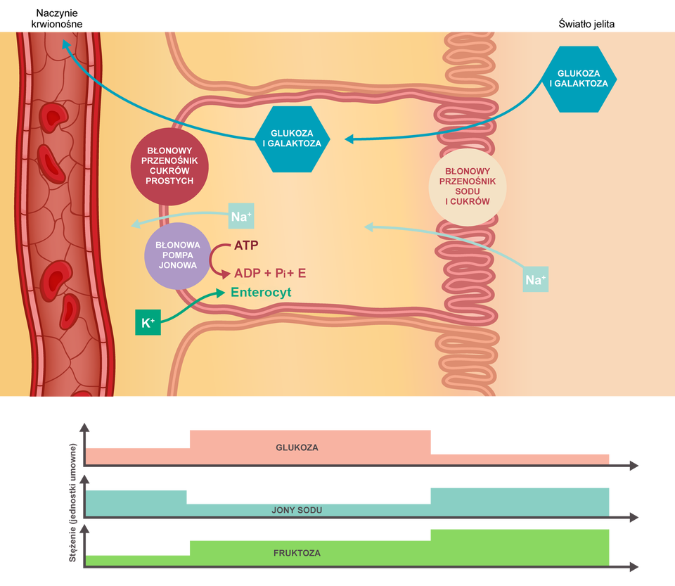 Schemat przedstawia wchłanianie glukozy i galaktozy przez błonę enterocytów zwróconą w stronę światła jelita jest sprzężone z wchłanianiem kationów sodowych. Z prawej strony schematu znajduje się napis: glukoza i galaktoza oraz napis Na indeks górny plus. Strzałka od napisów prowadzi przez spiralne struktury z podpisem błonowy przenośnik sodu i cukrów, które tworzą obieg, z lewej strony podpisany jako błonowy przenośnik cukrów prostych, a poniżej błonowa pompa jonowa. Koło tego napisu znajduje się symbol ATP, od którego w dół prowadzi półokrągła strzałka do napisu ADP + Pi + E. Pod spodem widoczny jest symbol K indeks górny plus, od którego prowadzi strzałka do napisu enterocyt. Kolejno strzałka prowadzi od napisu glukoza i galaktoza oraz od napisu Na indeks górny plus do naczynia krwionośnego przedstawionego jako szeroki przewód z czerwonymi krwinkami wewnątrz. Pod schematem znajdują się trzy wykresy. Na każdym z nich na osi y znajduje się stężenie substancji w jednostkach umownych, a na osi x poziom stężenia danej substancji. Na najwyżej położonym wykresie znajduje się poziom stężenia glukozy, na położonym w środku poziom stężenia jonów sodu, a na położonym najniżej poziom stężenia fruktozy. Na pierwszym etapie stężenie glukozy ma poziom średni, poziom stężenia jonów sodu wysoki, a poziom stężenia fruktozy niski. Na drugim etapie stężenie glukozy ma poziom wysoki, poziom stężenia jonów sodu jest niski, a poziom stężenia fruktozy średni. Na trzecim etapie stężenie glukozy ma poziom niski, poziom stężenia jonów sodu średni, a poziom stężenia fruktozy wysoki.