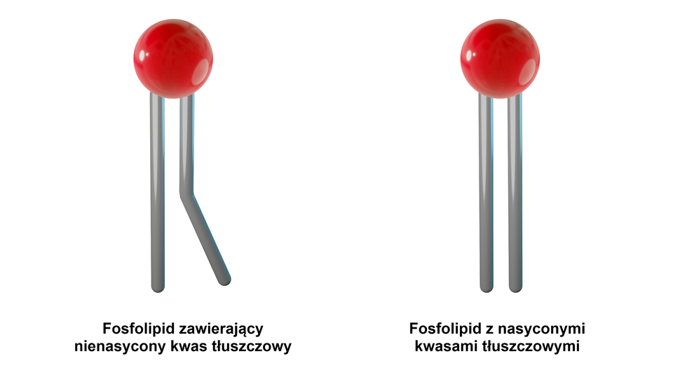 Grafika przedstawia schemat budowy fosfolipidów. Każdy fosfolipid składa się z czerwonej kulki (główka hydrofilowa) oraz dwóch szarych falistych „ogonów” (ogony hydrofobowe). Fosfolipidy zawierające nienasycony kwas tłuszczowy posiadają wygięty jeden z ogonków, natomiast w przypadku fosfolipidu z nasyconymi kwasami tłuszczowymi jego ogonki są prostopadłe do główki. 