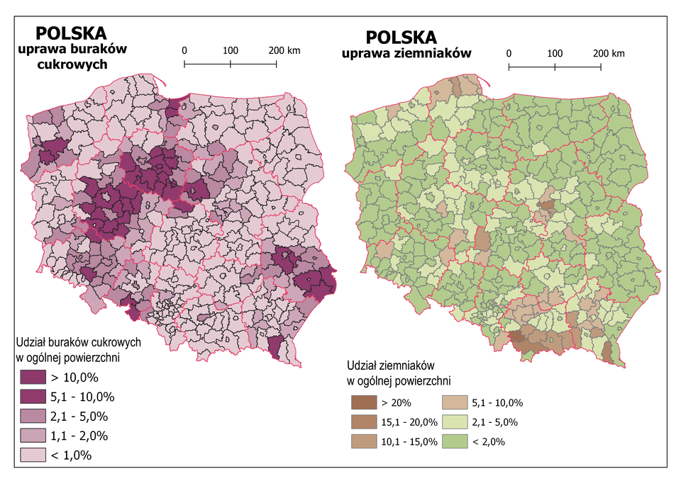 Ilustracja przedstawia dwie mapy Polski, na których pokazano udział buraków cukrowych i ziemniaków w ogólnej powierzchni zasiewów według powiatów. Na mapie czerwonymi liniami oznaczono granice województw, a czarnymi granice powiatów, czerwonymi kropkami oznaczono miasta wojewódzkie i je opisano. Uprawa buraków. Odcieniami koloru fioletowego przedstawiono udział buraków cukrowych w ogólnej powierzchni zasiewów. Kolor najciemniejszy obrazuje obszary powyżej dziesięciu procent, a kolor najjaśniejszy poniżej jednego procenta. Na przeważającej powierzchni Polski udział buraków cukrowych w ogólnej powierzchni zasiewów wynosi poniżej jednego procenta. Najwyższe wartości odnotowano w województwach kujawsko‑pomorskim, wielkopolskim, dolnośląskim i lubelskim, gdzie występują powiaty, w których udział buraków cukrowych w ogólnej powierzchni zasiewów wynosi powyżej dziesięciu procent. Uprawa ziemniaków. Na przeważającym obszarze Polski udział ziemniaków w ogólnej powierzchni zasiewów nie przekracza dwóch procent, co oznaczono na mapie kolorem zielonym. Obszary, na których udział ziemniaków w ogólnej powierzchni zasiewów przekracza pięć procent oznaczono kilkoma odcieniami koloru brązowego i obejmują one pojedyncze powiaty w województwie wielkopolskim, pomorskim, mazowieckim, świętokrzyskim, małopolskim i podkarpackim. Na obszarach górskich najwięcej jest obszarów najciemniejszych, obrazujących udział ziemniaków w ogólnej powierzchni zasiewów powyżej piętnastu, a nawet powyżej dwudziestu procent.