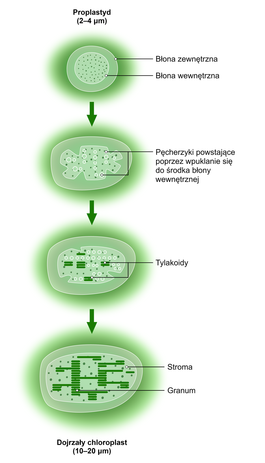 Schemat przedstawia proces dojrzewania proplastydu do dojrzałego chloroplastu. Proplastyd wielkości od 2 do 4 mikrometrów, posiada błonę wewnętrzną i zewnętrzną. W wyniku wpluklania się do środka błony wewnętrznej w protoplastydzie powstają pęcherzyki. Następnie wykształcają się tylakoidy, które w dojrzałym chloroplaście wielkości od 10 do 20 tworzą granum i stromę chloroplastu. 