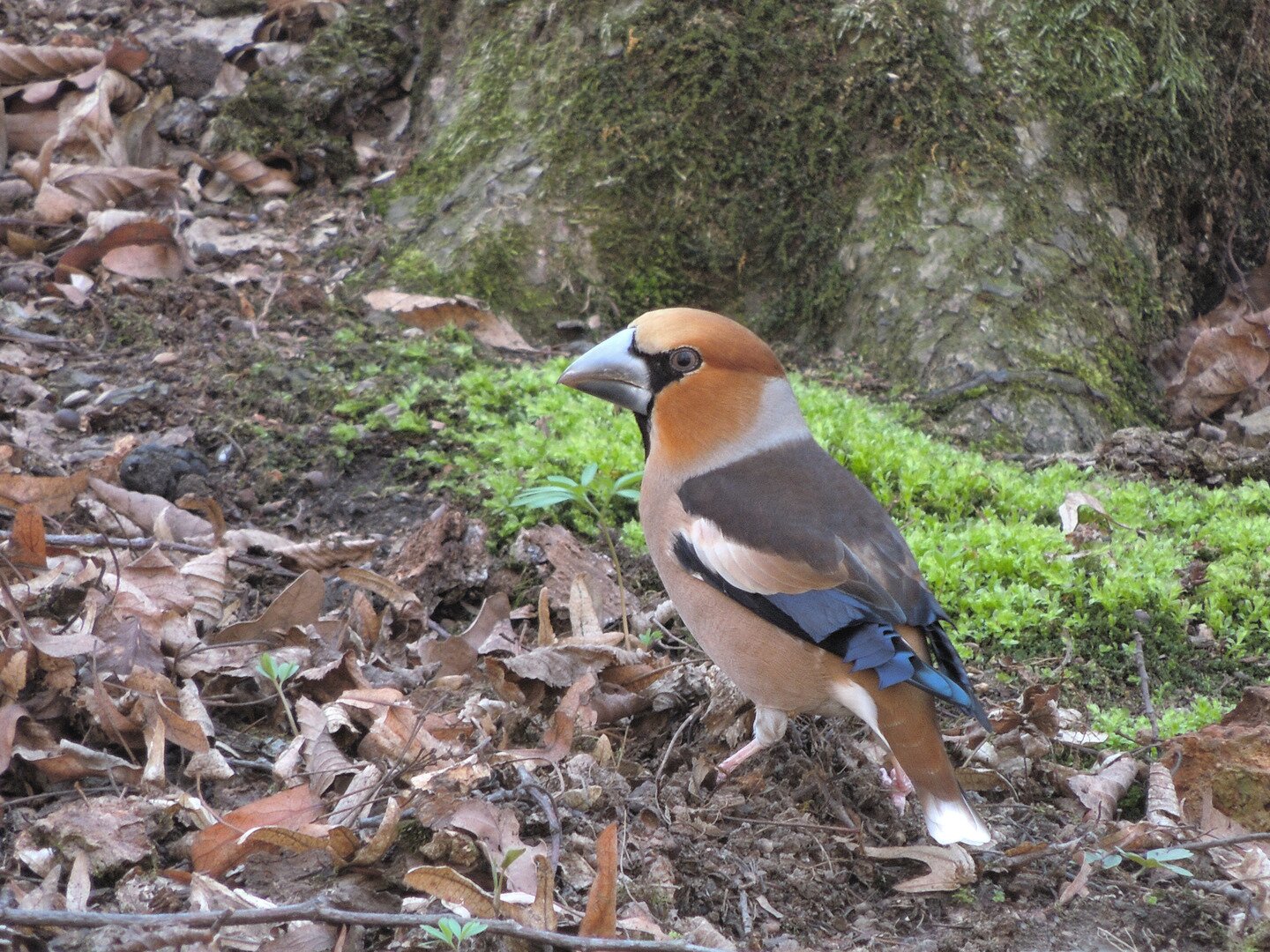 Zdjęcie przedstawia ptaka grubodzióba. Nazwa ptaka związana jest z dużym, grubym dziobem służącym do miażdżenia pestek i nasion. Brzuch ptaka pokryty jest piórami jasnobrązowymi. Głowa pokryta jest pomarańczowymi piórami. Oczy z czarną lamówką wokół. Skrzydła czarne z białym polem pośrodku. Czarne pióra obrysowują krawędzie skrzydeł. Na grzbiecie pióra ciemnobrązowe. Spód ogona i podbrzusze są białe. Tło zdjęcia jest zamazane.